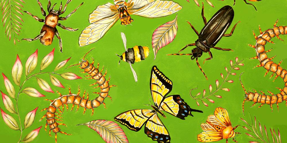 An assortment of insects - beetles, spiders, moths, butterflies and centipedes - sit on a green background