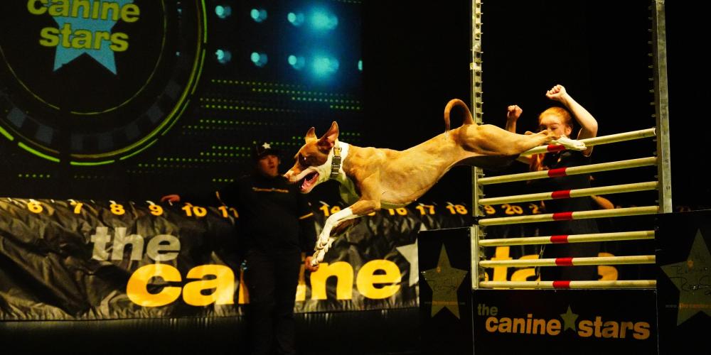 brown dog during mid jump on stage