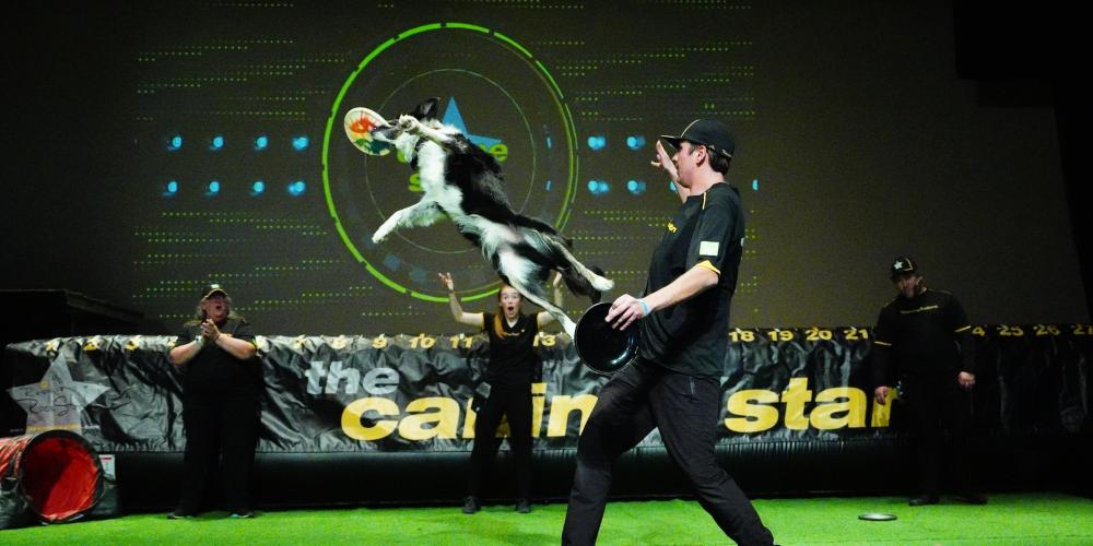 black and white dog mid air catching a frisbee on stage next to person dressed in black