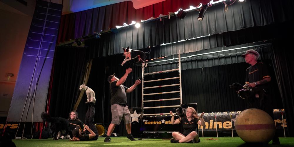 dog mid air in the center of the stage with people and dogs to the sides