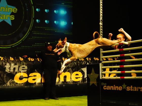 brown dog during mid jump on stage